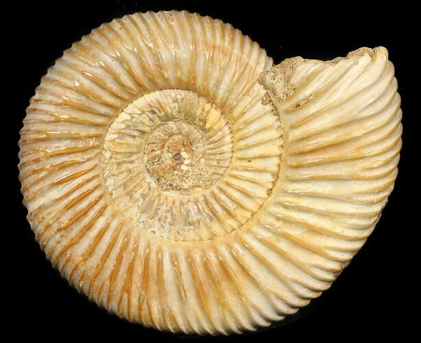 Perisphinctes Ammonite - Jurassic #45419